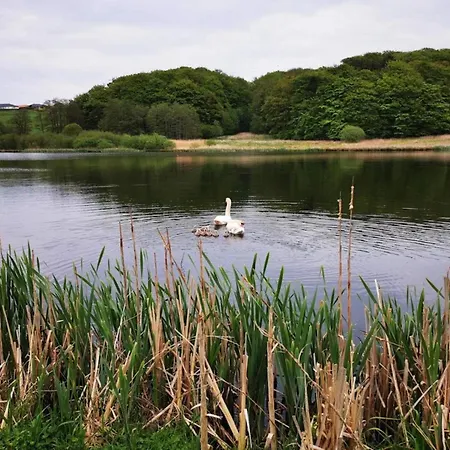 5 Star In * קולדינג